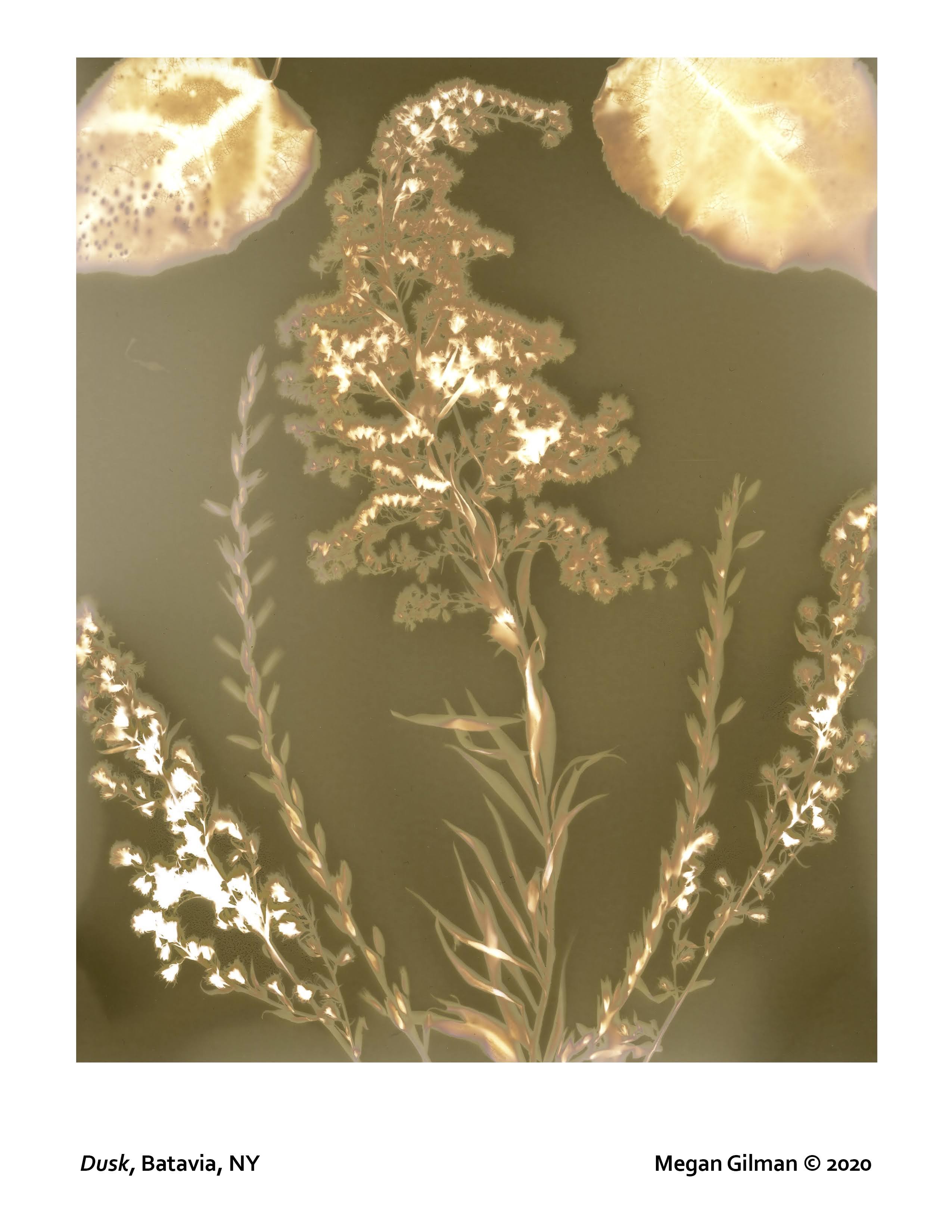 Megan Gilman lumen print