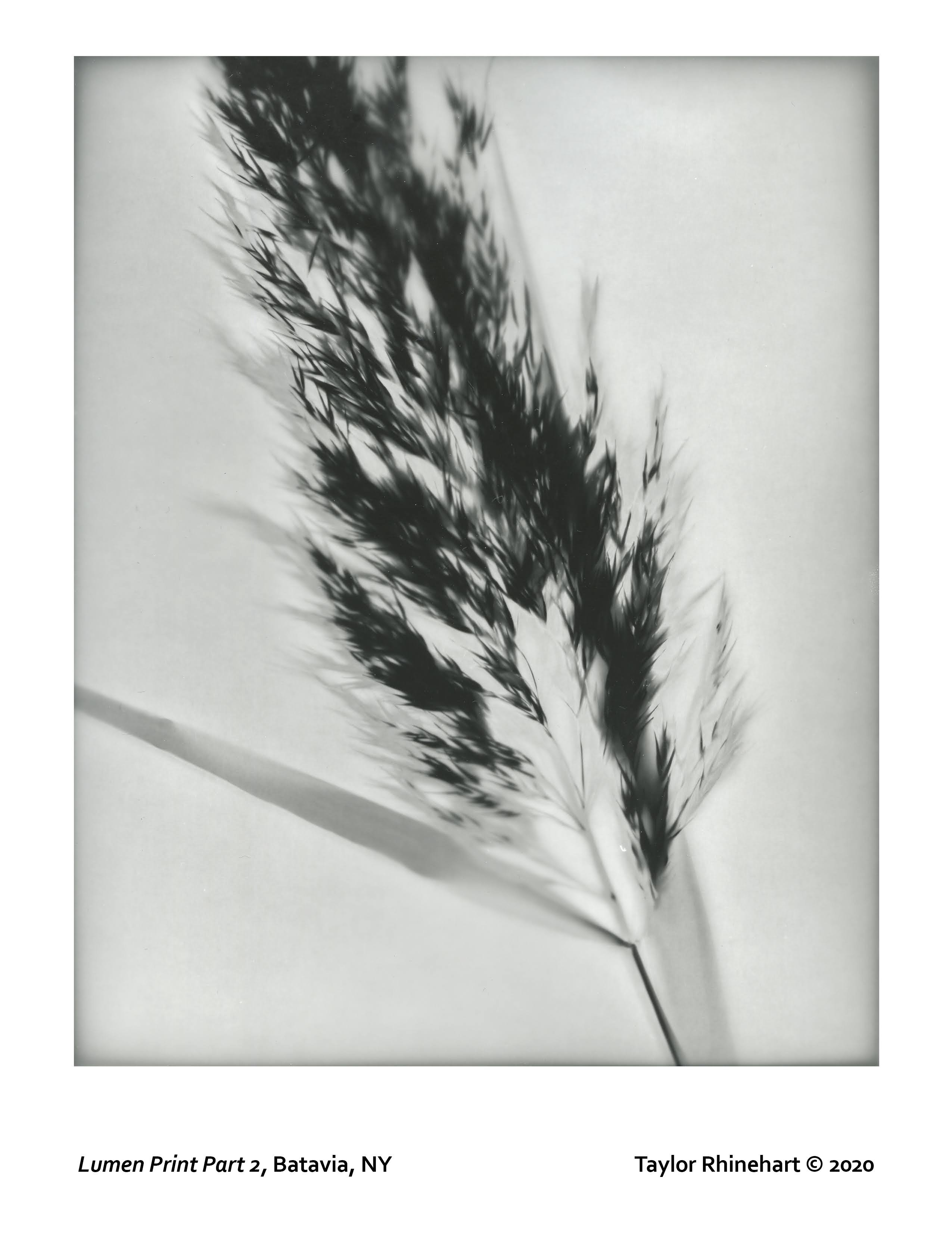 Taylor Rhinehart lumen print