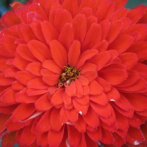 red flower