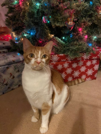 picture of Owen the cat