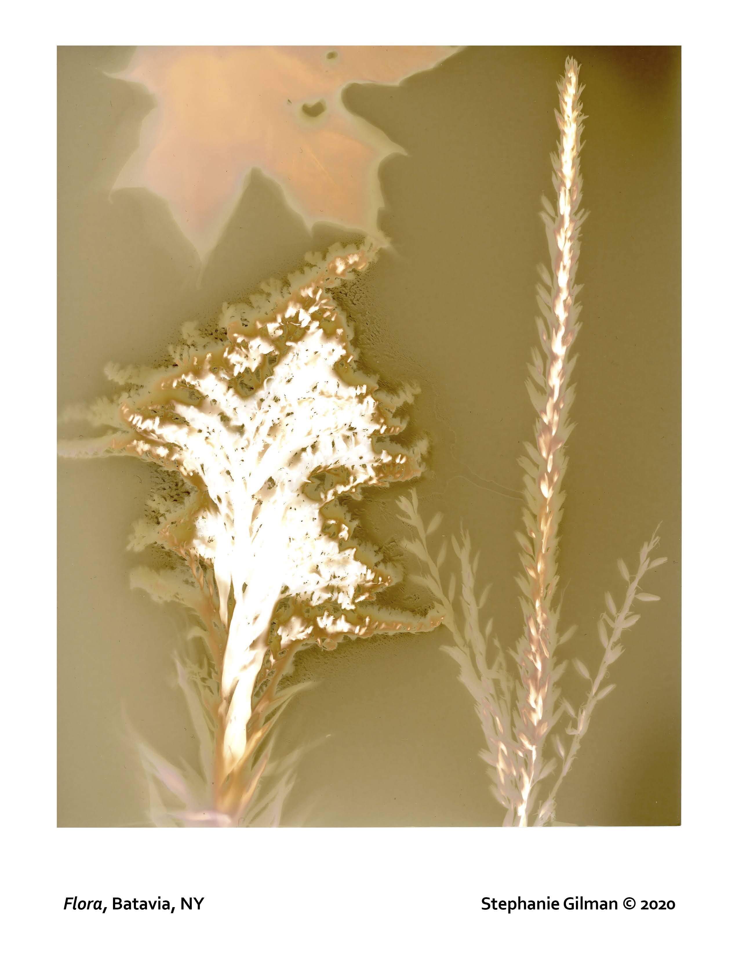 Stephanie Gilman lumen print