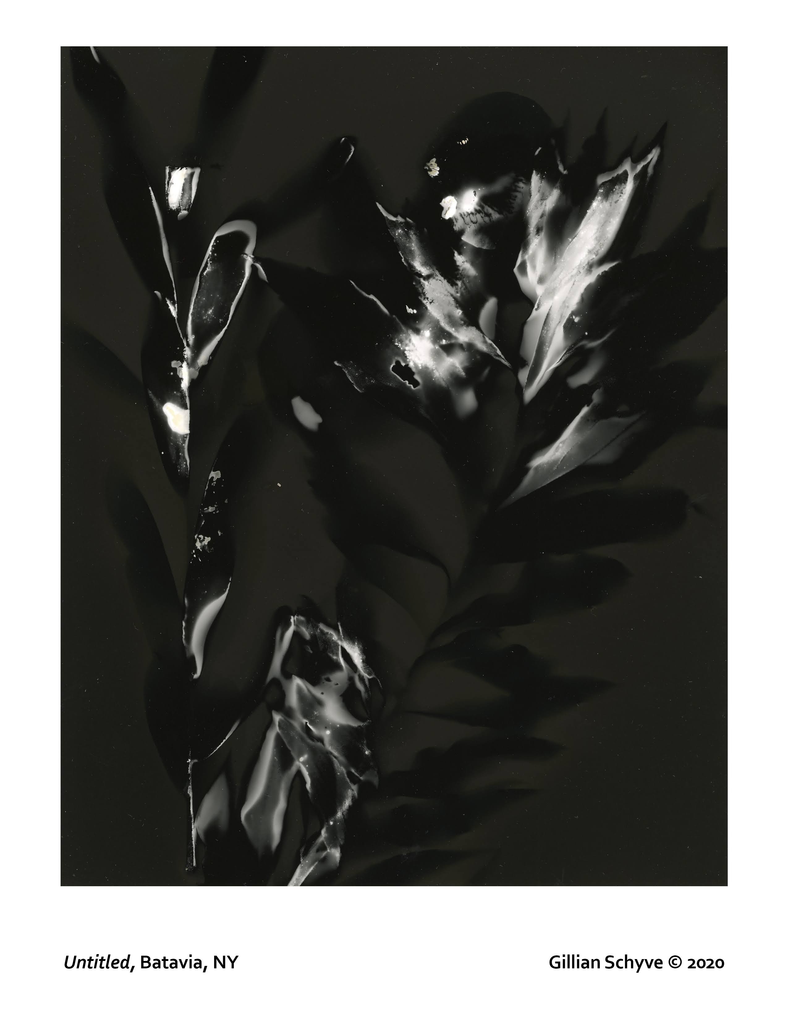 Gillian Schyve lumen print