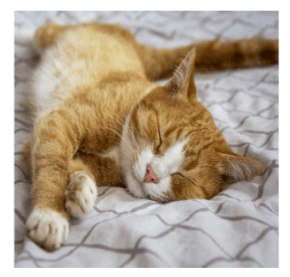 cat sleeping
