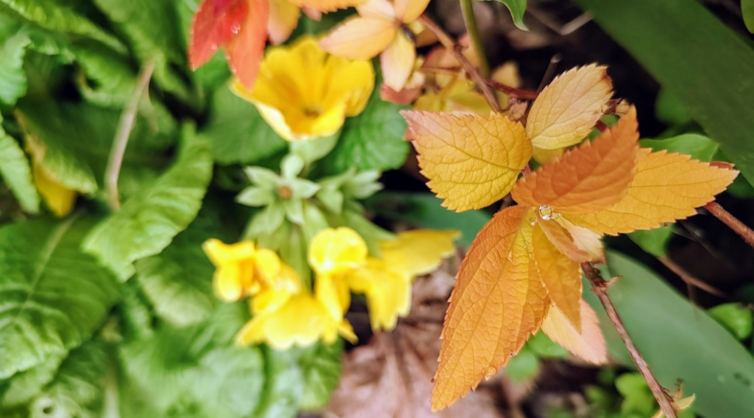 photo of yellow flowers