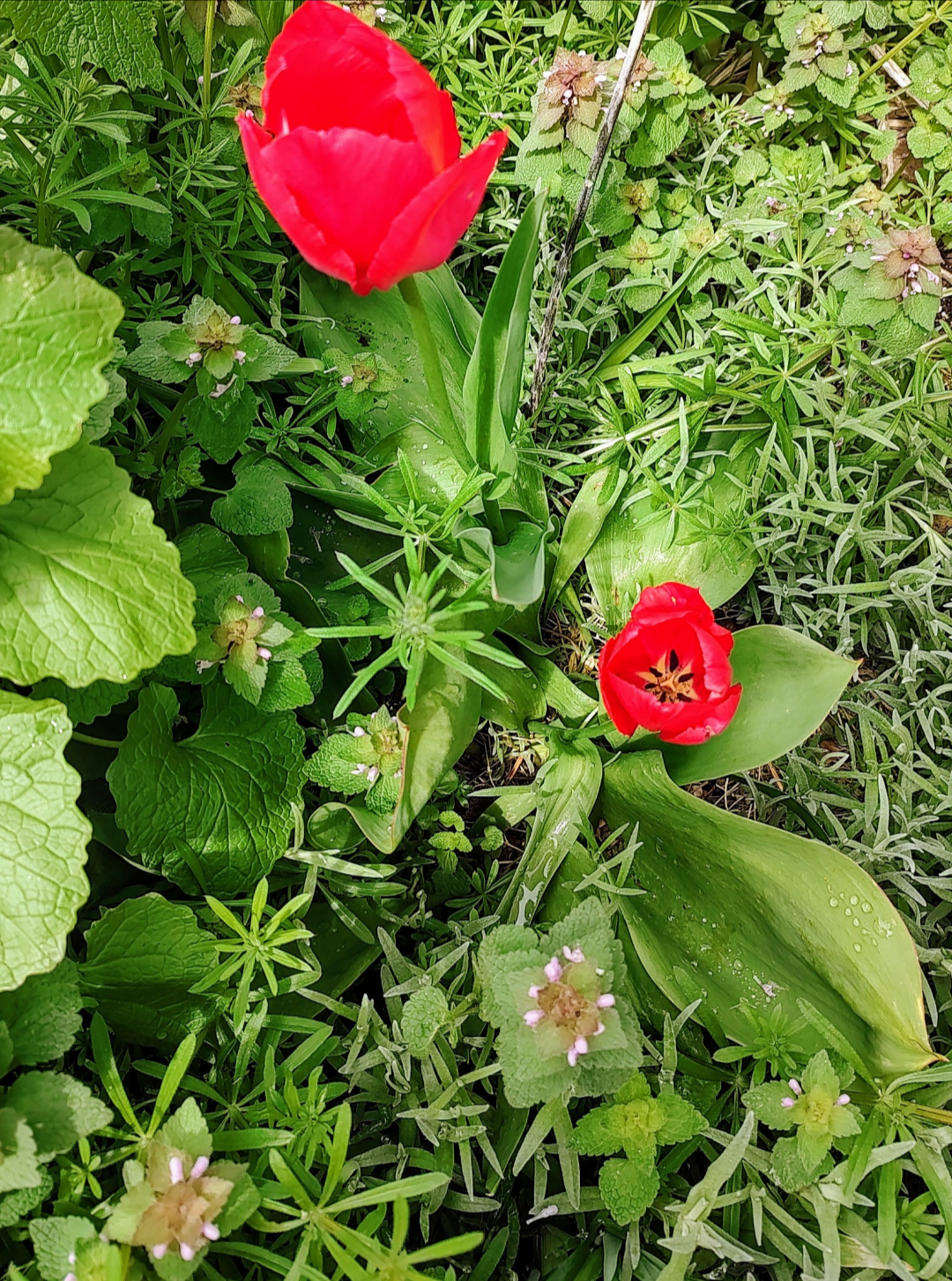 photo of red flowers