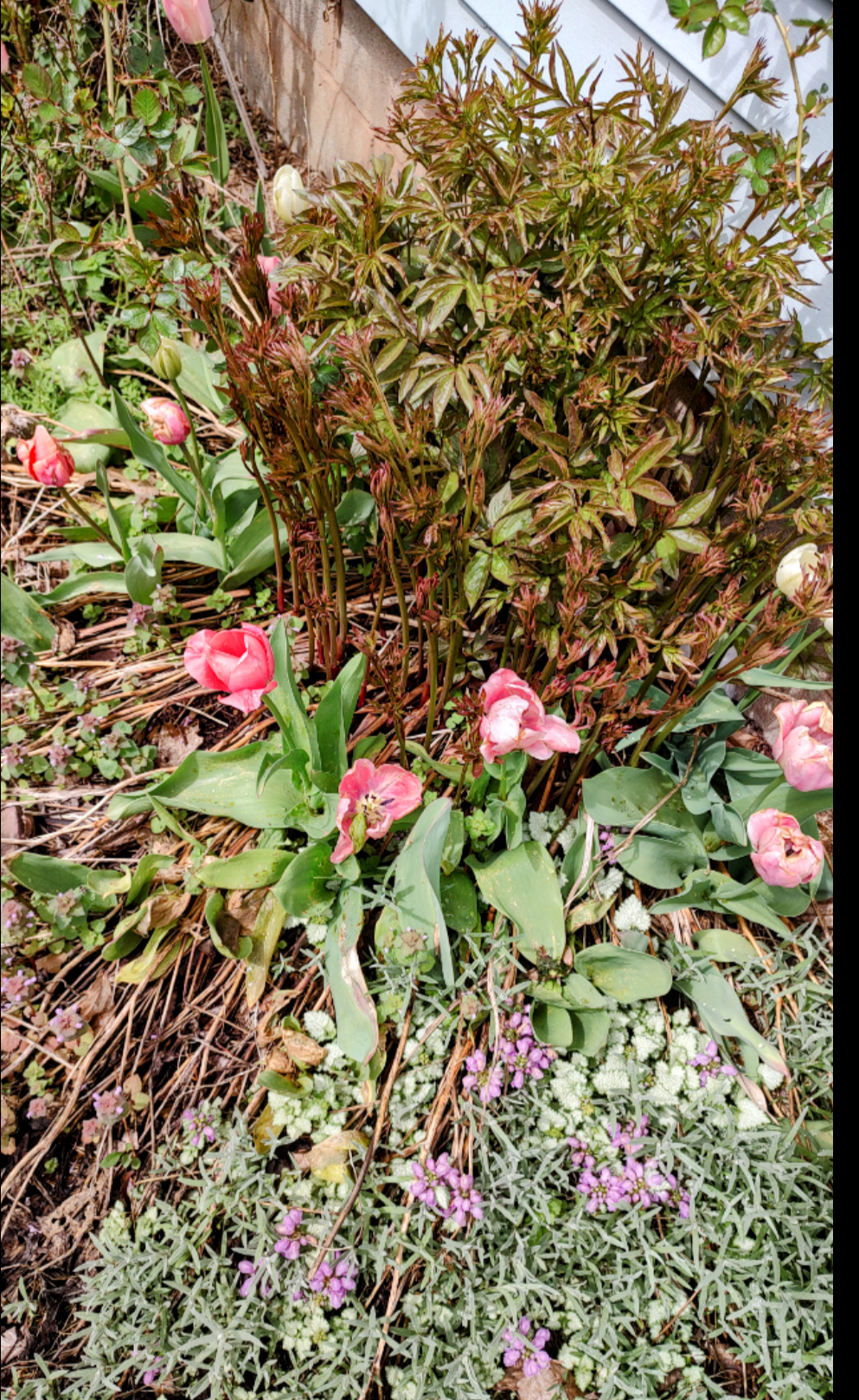 photo of pink flowers