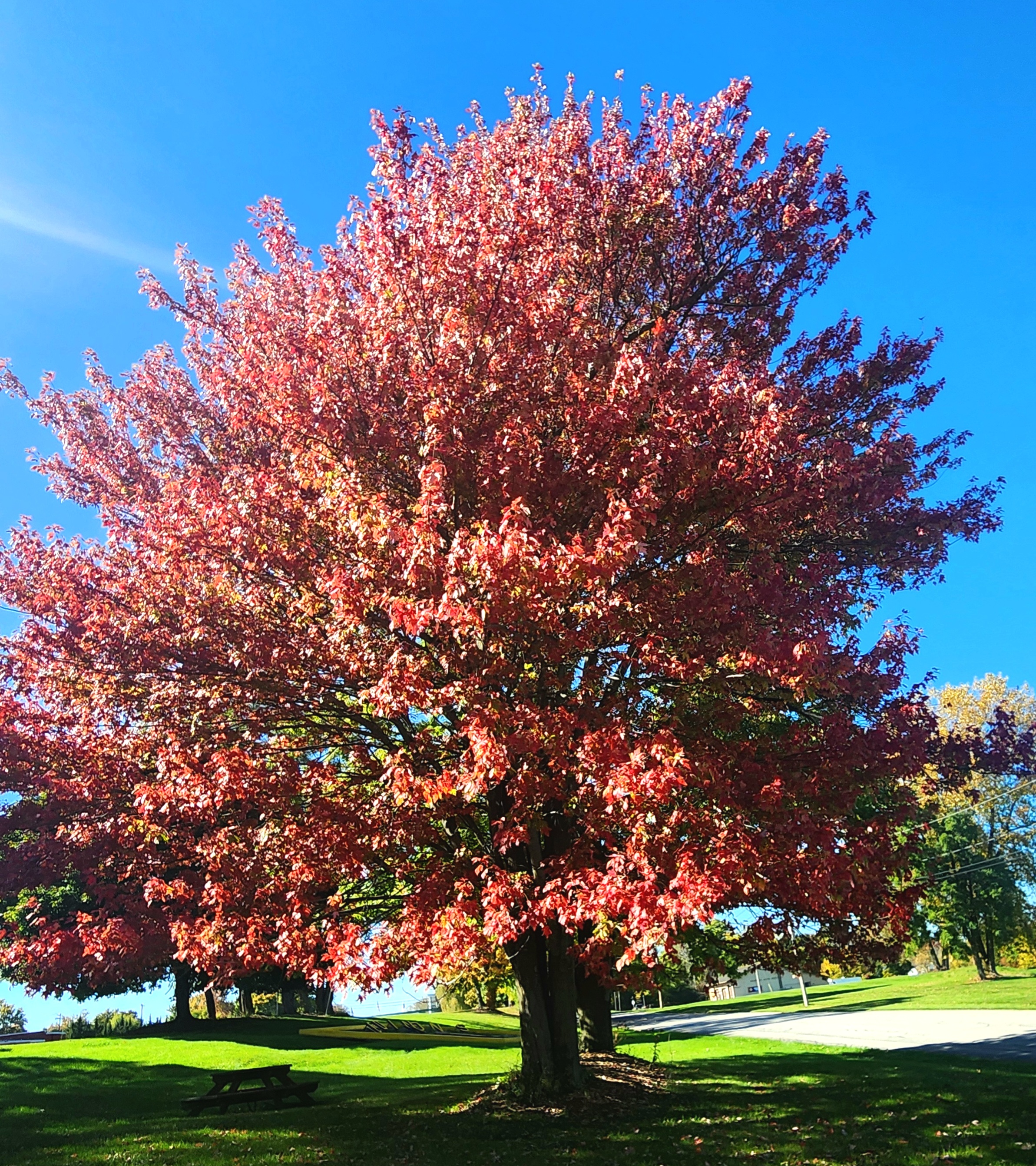 photo by Brianna Pasnik of a large tree with red fall leaves