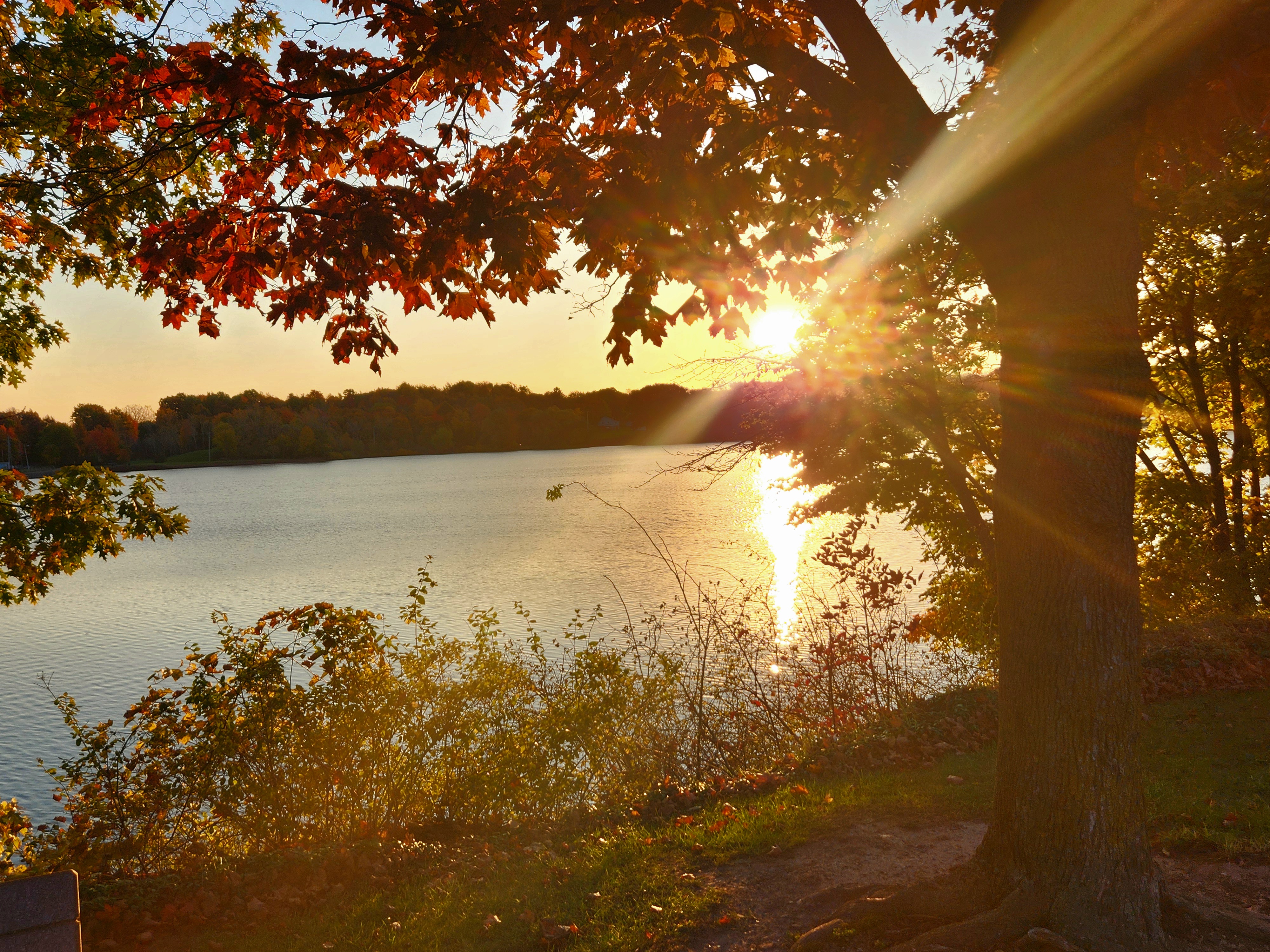 photo by Brianna Pasnik of the sun through a tree near water