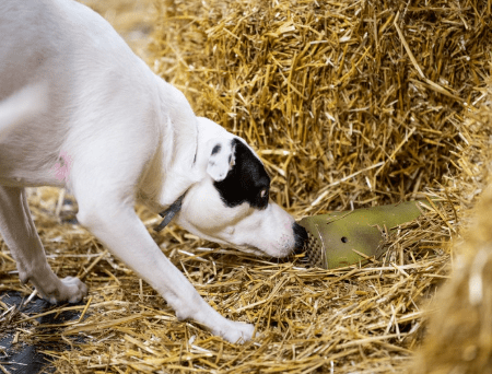 Photo of a dog snuffling an item in a haystack