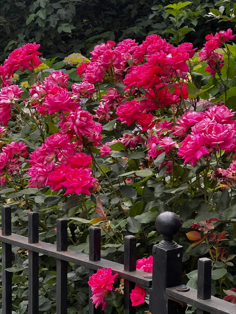 Summer in NYC - photo of roses by Jada Hendy