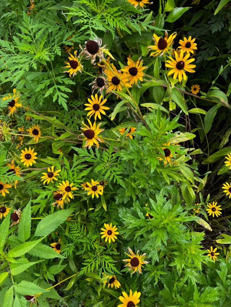 Summer in NYC - photo of black eyed susans by Jada Hendy