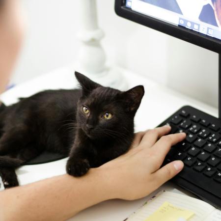 photo of a black cat with a paw on the hand of someone typing on a computer