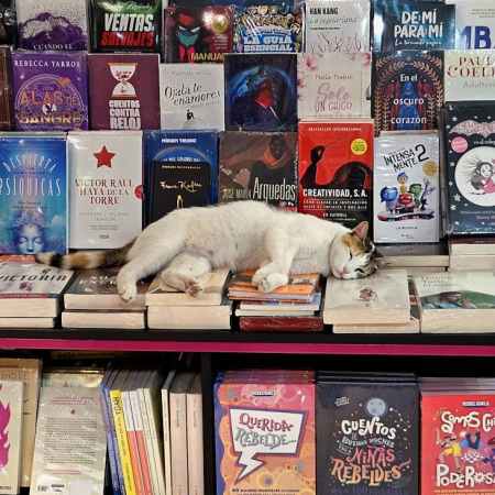 cozy bookstore with sleeping cat on shelf